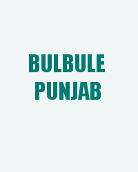 Bulbule Punjab